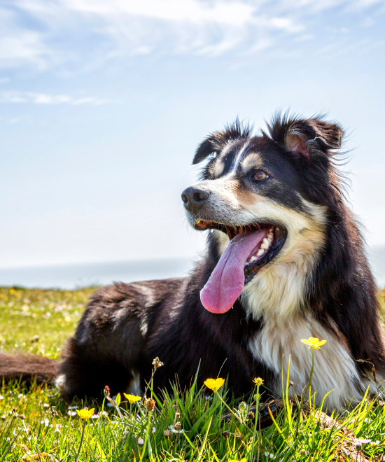 Dog